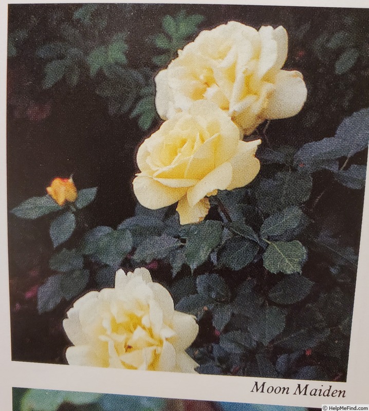 'Moon Maiden' rose photo
