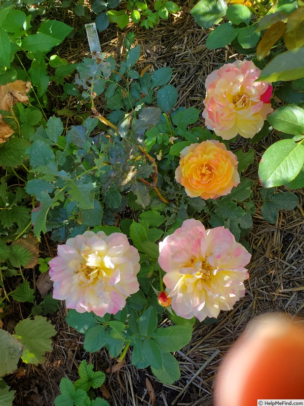 'La Park' rose photo