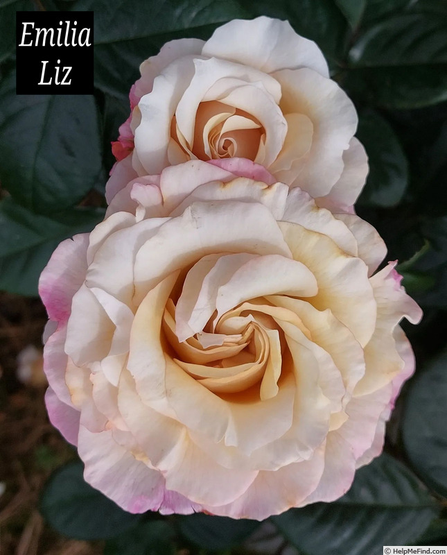 'Emilia Liz' rose photo