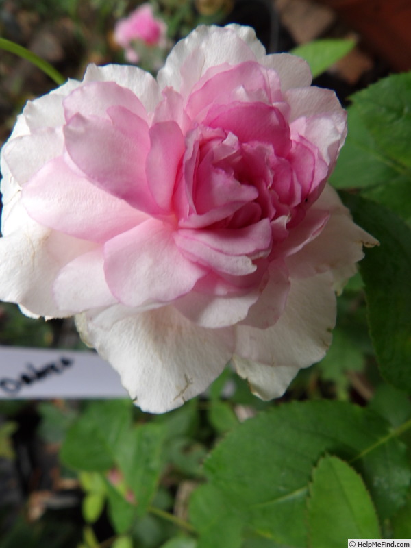 'Pink Soupert' rose photo