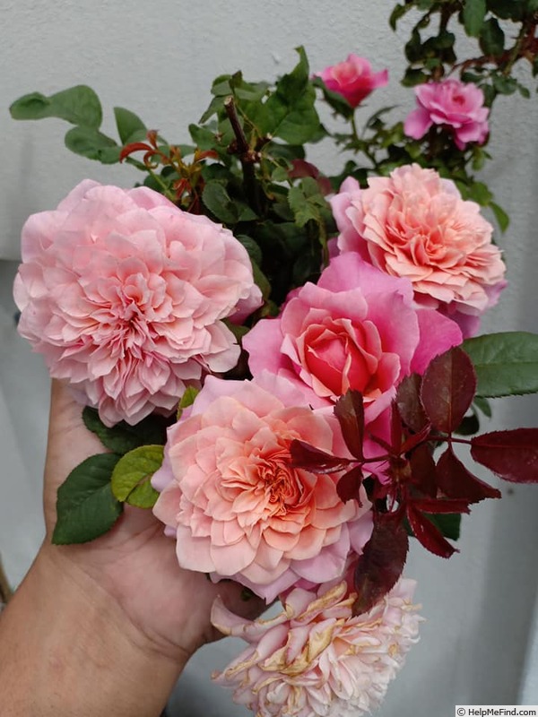 'Miyabi (shrub, Rose Farm Keiji, 2014)' rose photo