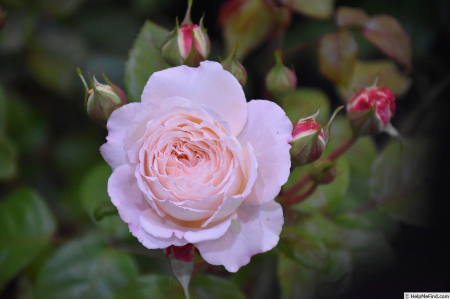 'BRUnmarj' rose photo