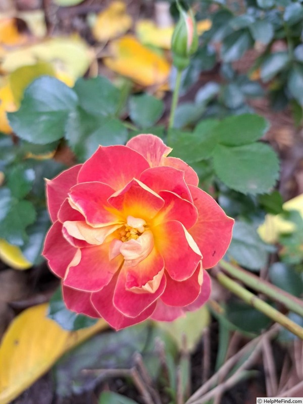 'Bee's Paradise ® Mango' rose photo