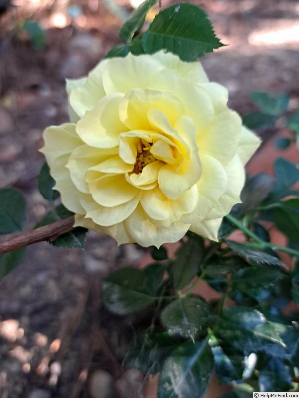 'Bee's Paradise ® Gelb' rose photo
