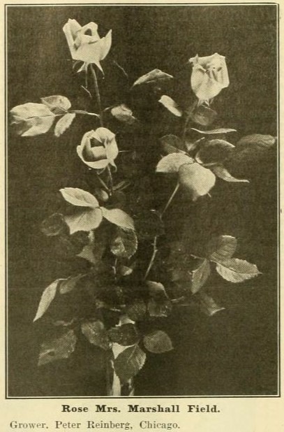 'Mrs. Marshall Field' rose photo
