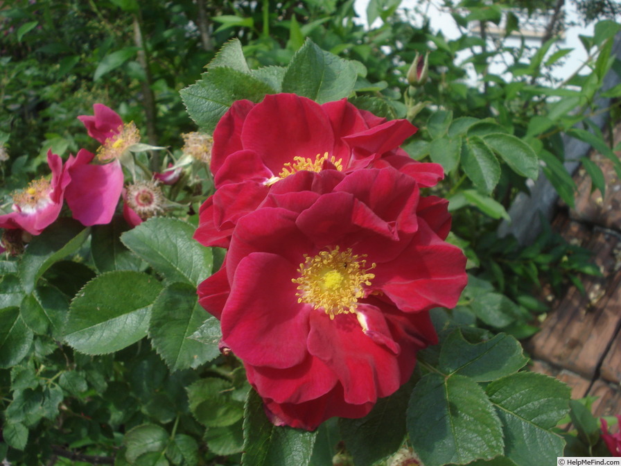 'Red Rugostar ®' rose photo