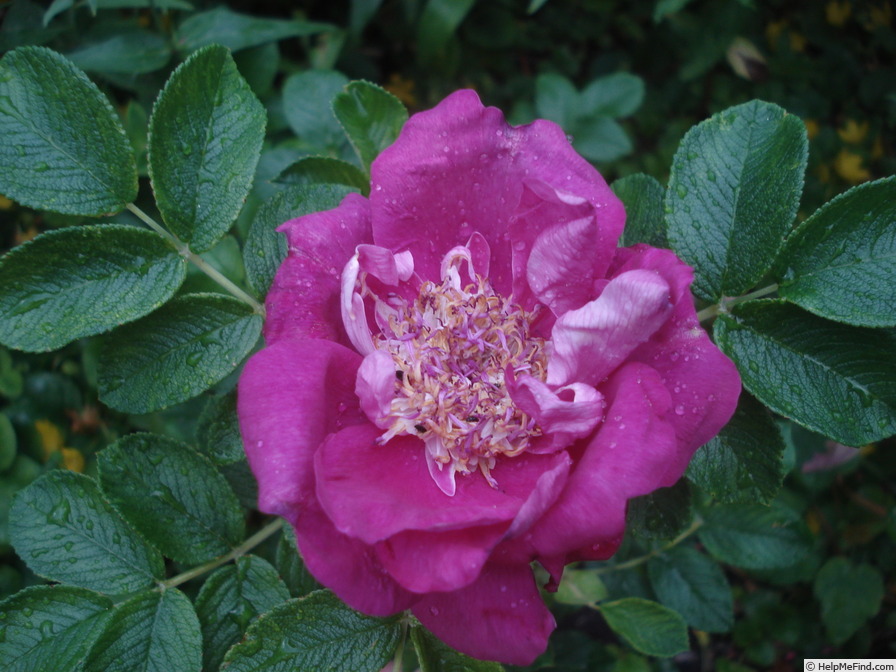 'Souvenir de Trélazé' rose photo