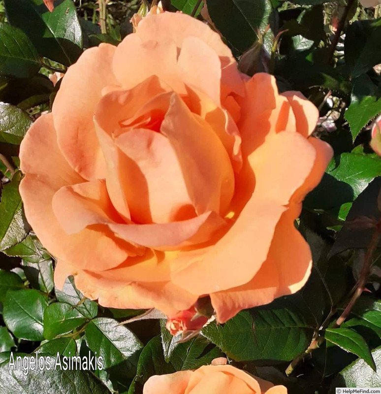 'Angelos Asimakis' rose photo