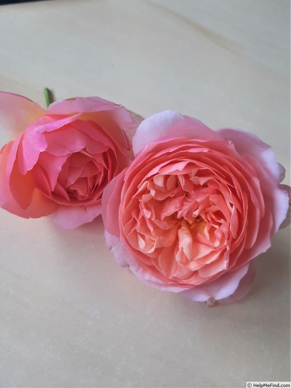'Villiers-les-Roses ®' rose photo