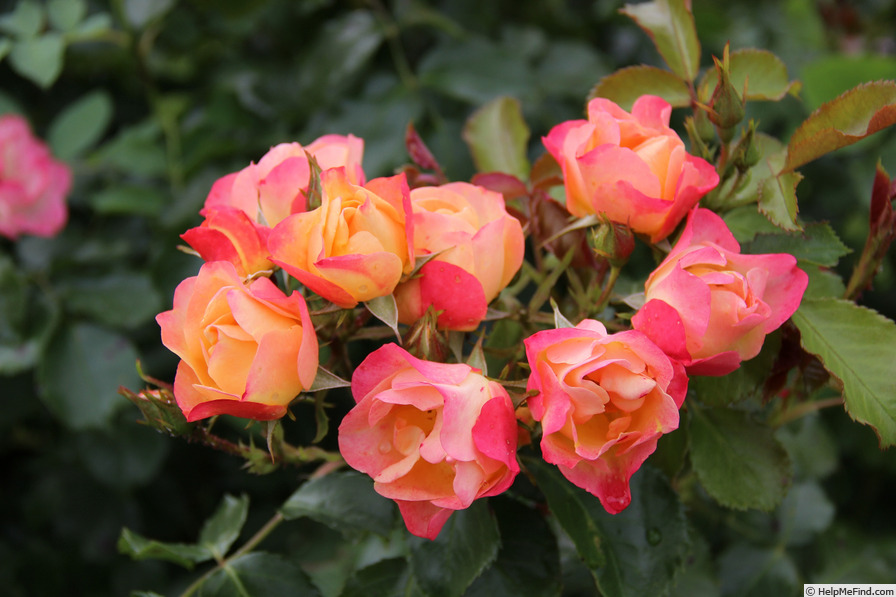 'Thérèse Poumirau ®' rose photo