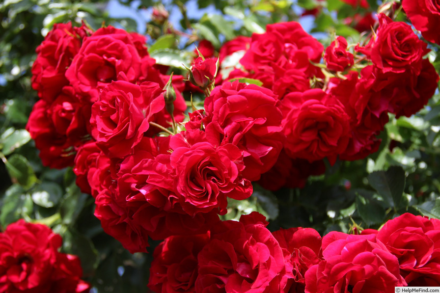 'Loiret Passion ®' rose photo