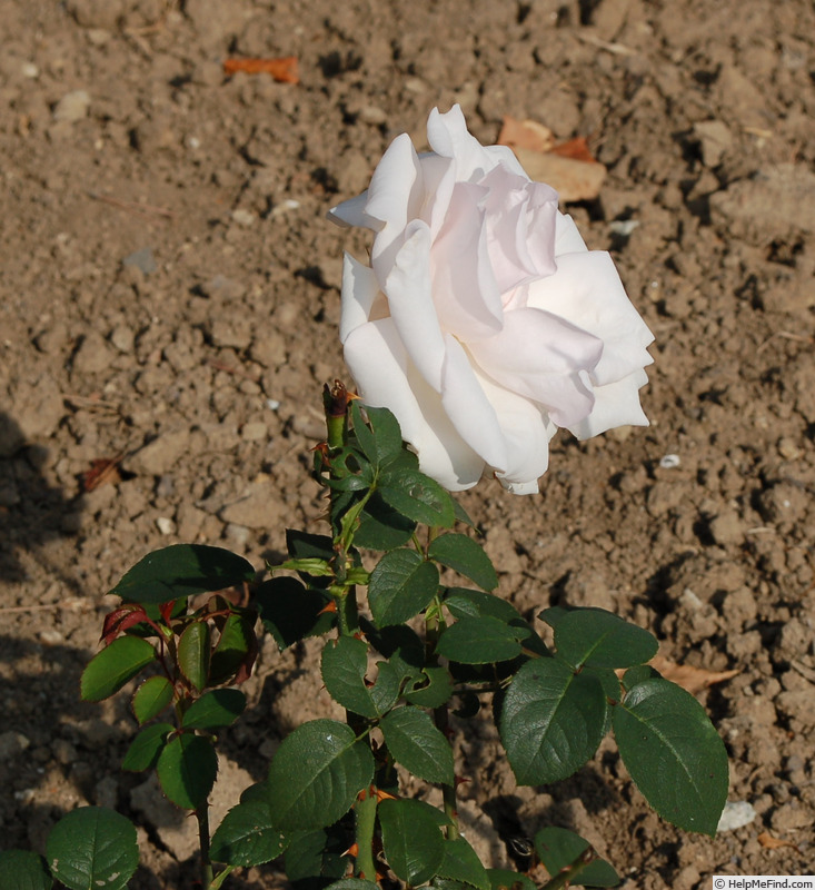 'Čajka' rose photo