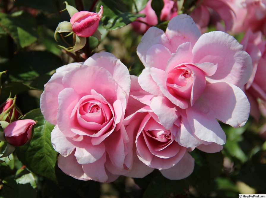 'Julie ®' rose photo