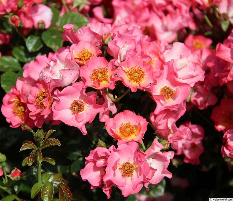 'Robert Louis Stevenson ®' rose photo