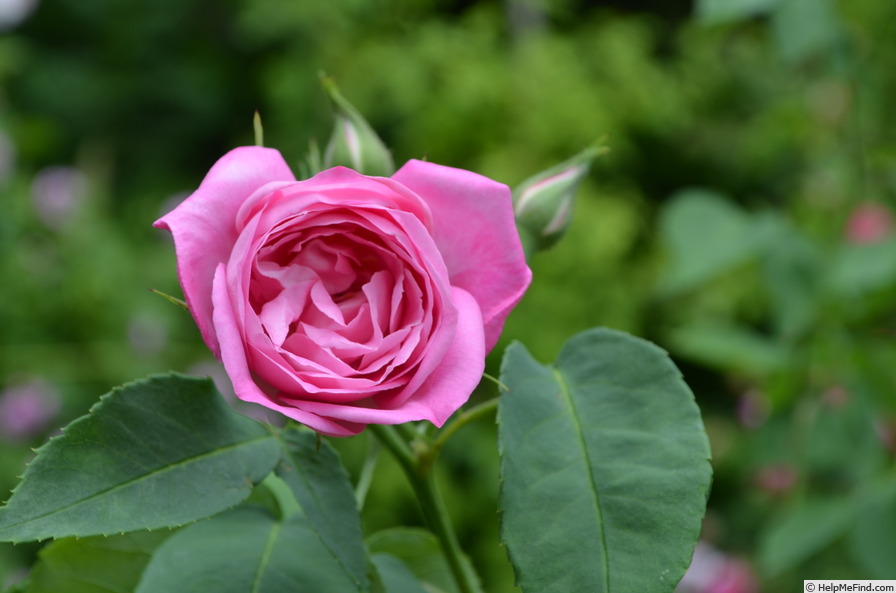 'Lady Emily Peel' rose photo