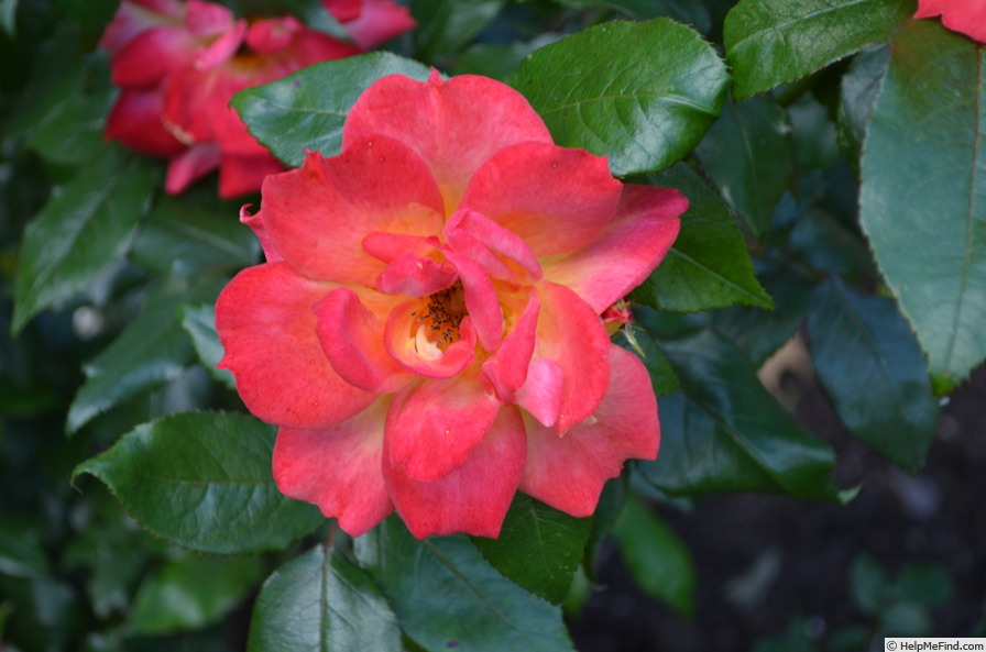'A1 X Piccadilly' rose photo