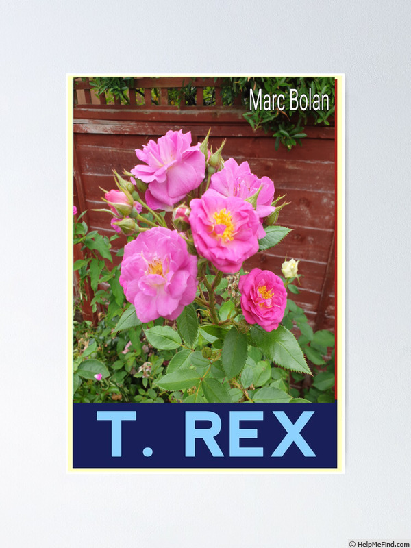 'Marc Bolan' rose photo