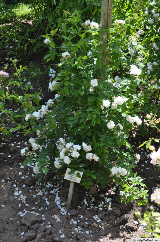 'Mühle Hermsdorf' rose photo
