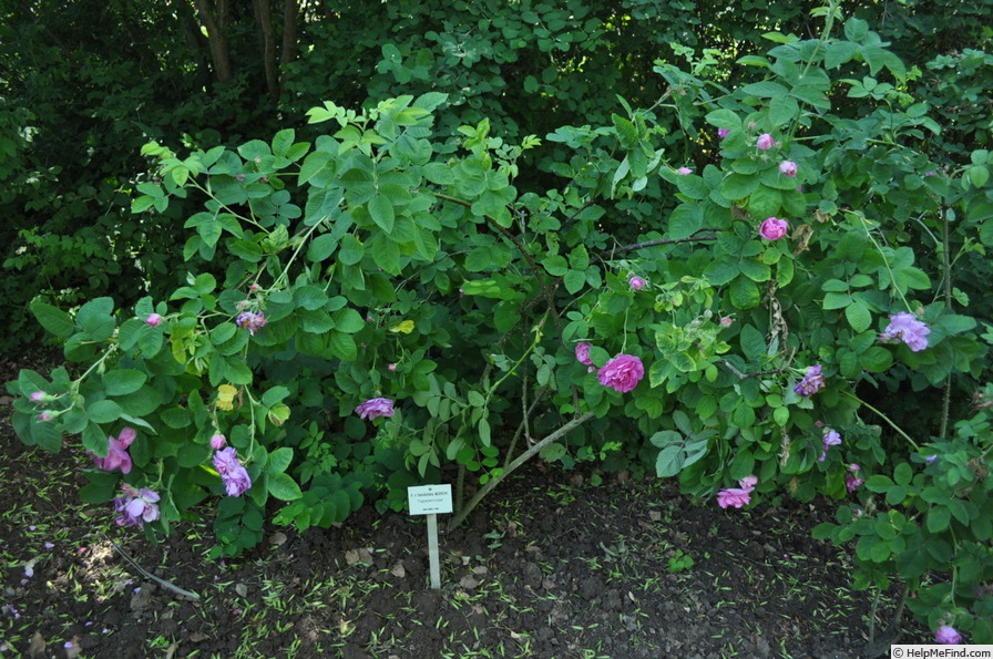 'Tapetenrose' rose photo