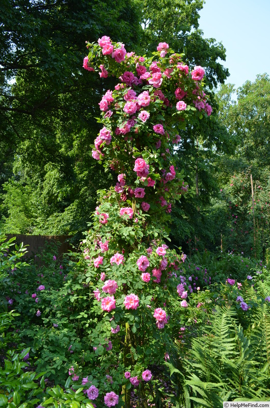 'Milevsko' rose photo