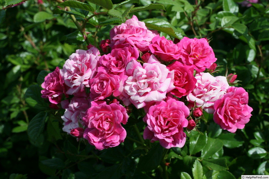 'Petite Gallerandaise ®' rose photo