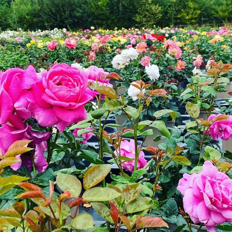 'English Roses - Online Sales and national delivery'  photo