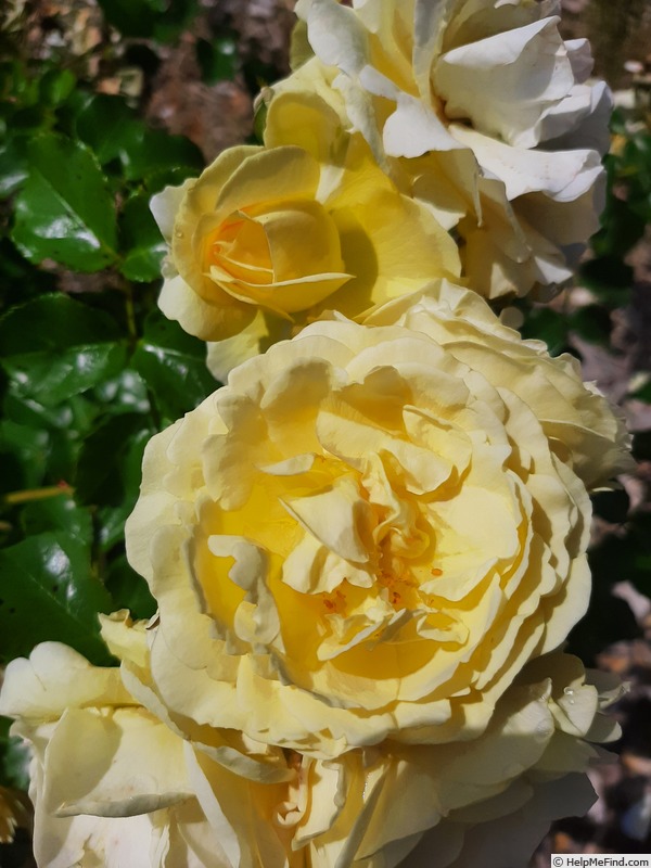 'Evephisade' rose photo