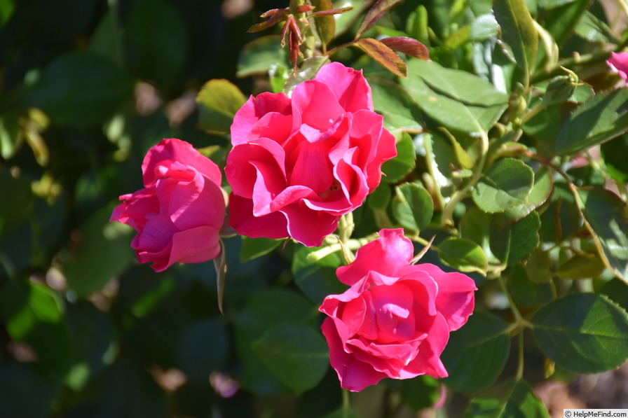 'KORpiforo' rose photo