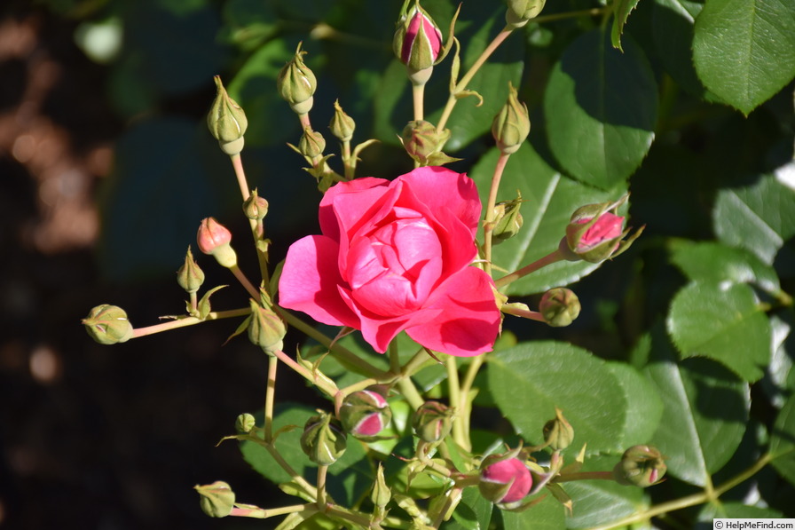 'KORpiforo' rose photo