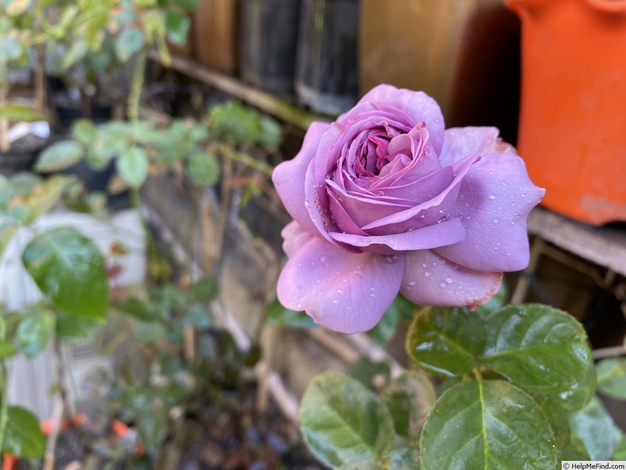 'Kinda Blue' rose photo