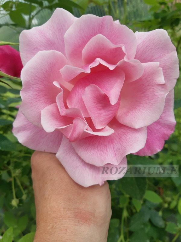 'Madame Grégoire Staechelin' rose photo