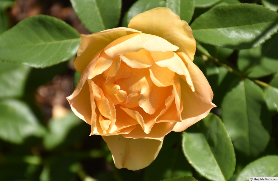 'BAR 6564' rose photo