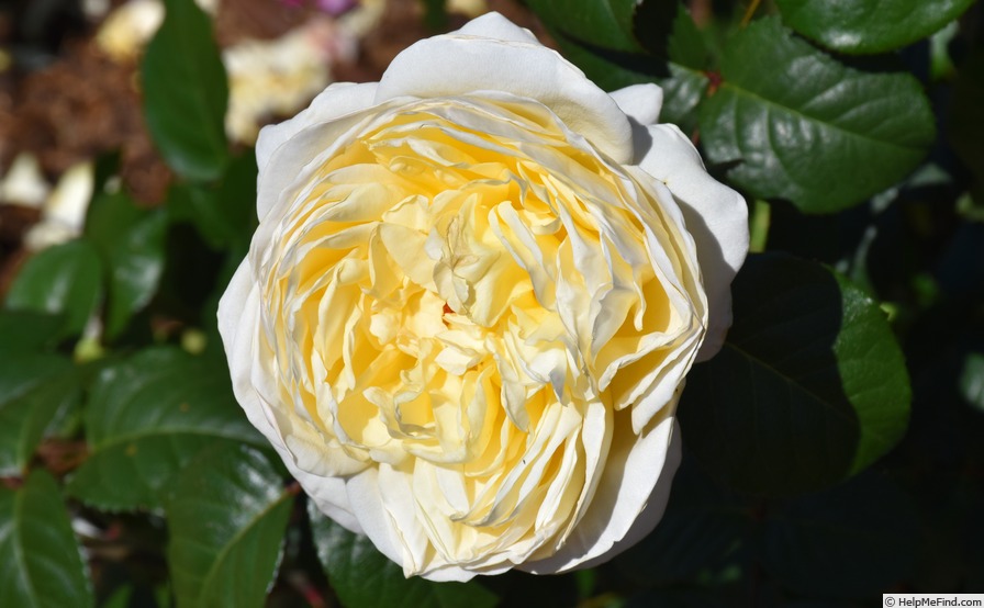 '6354-06-9' rose photo