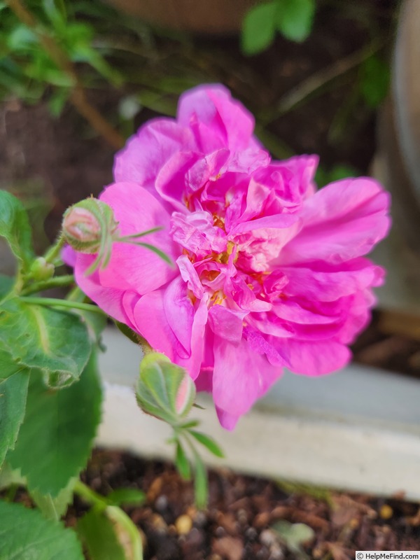 'Krymskaya Krasnaya' rose photo