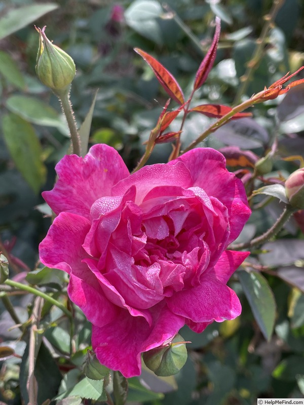 'Li Yuan' rose photo