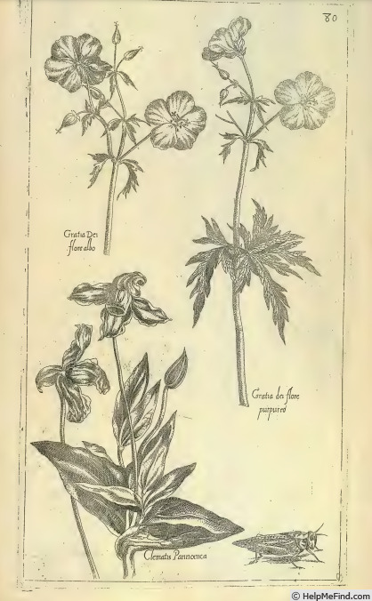 '<i>C. integrifolia</i> L.' clematis photo