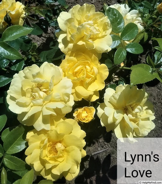 'Lynn's Love' rose photo