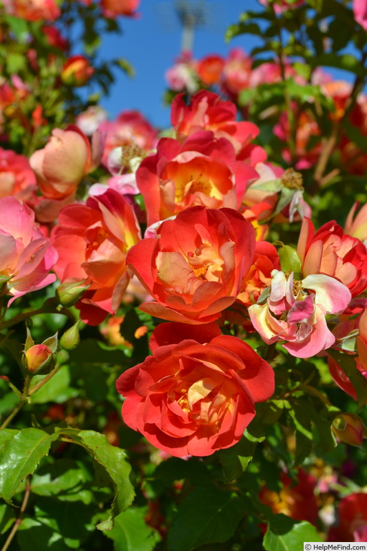 'DALrinet' rose photo