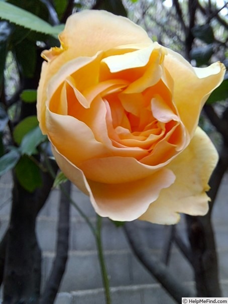 'Bataclan ®' rose photo