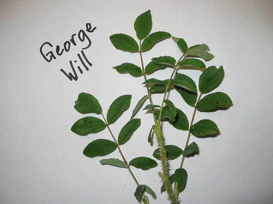 'George Will' rose photo