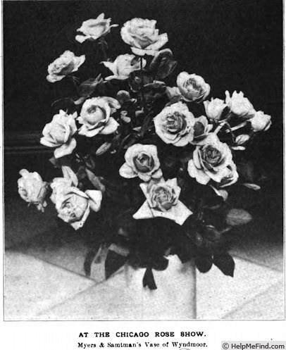 'Wyndmoor' rose photo