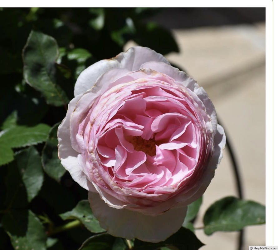 'Peace & Harmony' rose photo