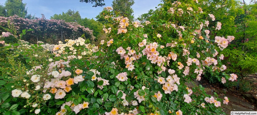 'Smarty ® (shrub, Ilsink 1977)' rose photo