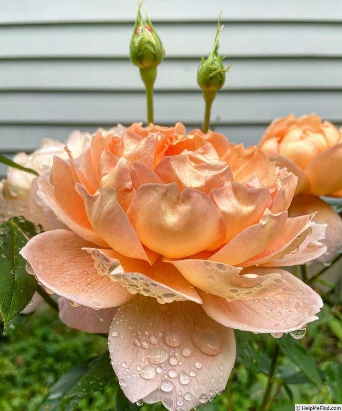 'Carding Mill ™' rose photo