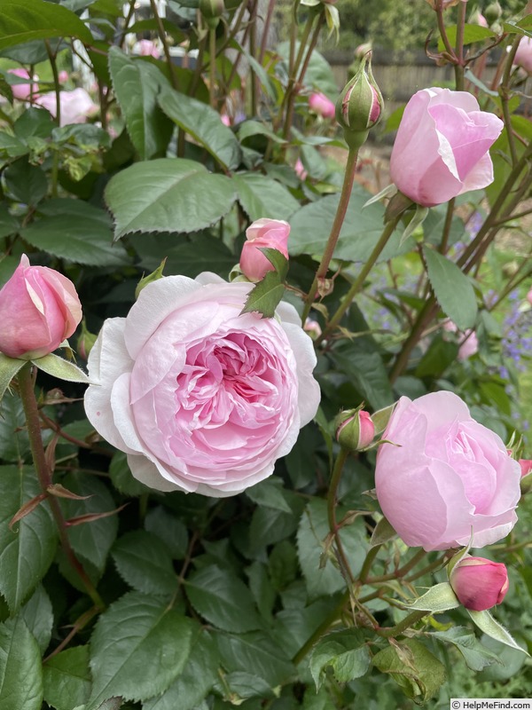'Olivia Rose Austin ®' rose photo