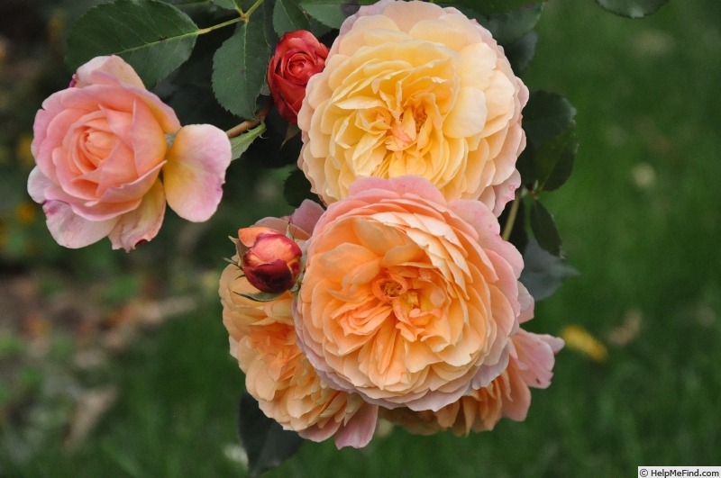 'André Turcat ®' rose photo