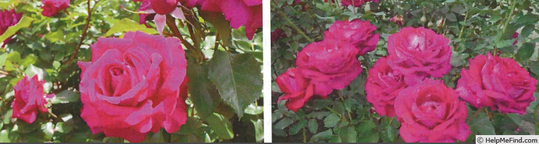 'Jolie Melodie' rose photo