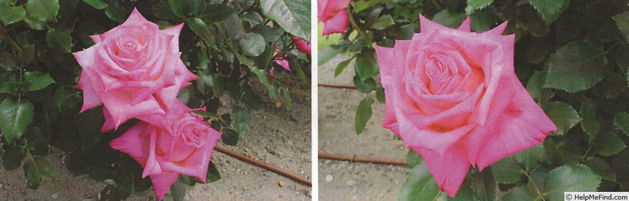 'Encounter' rose photo