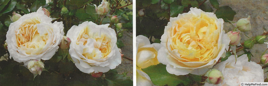 'Champagne (floribunda. Kimura, 2020)' rose photo