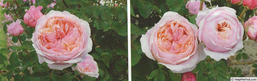 'Arcana' rose photo